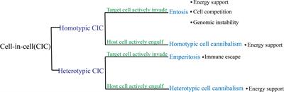 Cell-in-cell: a potential biomarker of prognosis and a novel mechanism of drug resistance in cancer